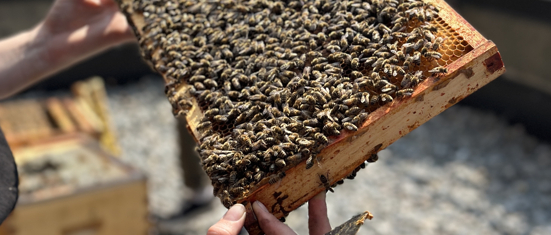 Beekeeping