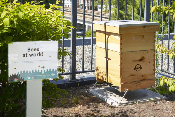 Environmental Sustainability Bees at Work
